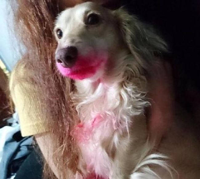 Собака воспользовалась губной помадой хозяйки