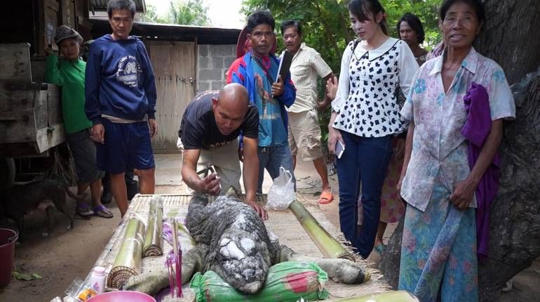 В Таиланде родилась неведомая зверушка с телом буйвола и головой крокодила