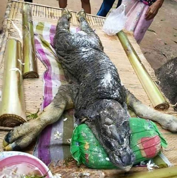 В Таиланде родилась неведомая зверушка с телом буйвола и головой крокодила