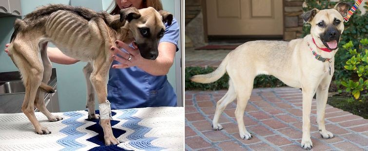 История спасения и невероятное преображение истощённой собаки, находившейся на волосок от смерти