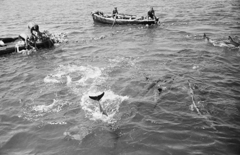 Ловля дельфинов в Туапсе
