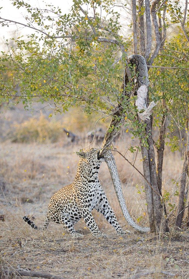 Голодному леопарду пришлось как следует напрячься, чтобы сожрать висящего на дереве дохлого питона