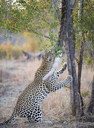 Голодному леопарду пришлось как следует напрячься, чтобы сожрать висящего на дереве дохлого питона