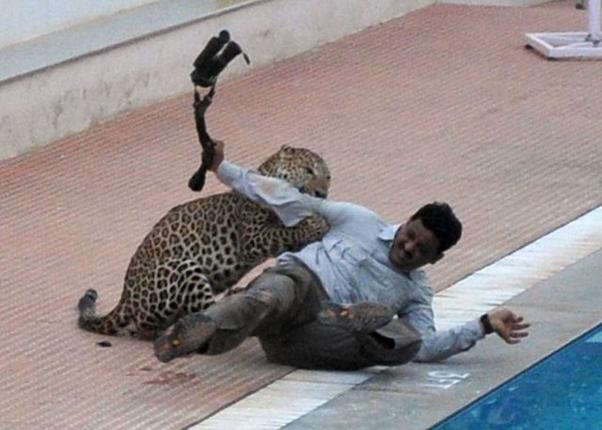 Леопард ворвался в школу в Индии и покусал шестерых человек