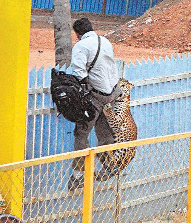 Леопард ворвался в школу в Индии и покусал шестерых человек