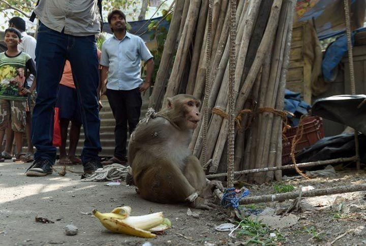Наказание обезьян-преступниц в Индии