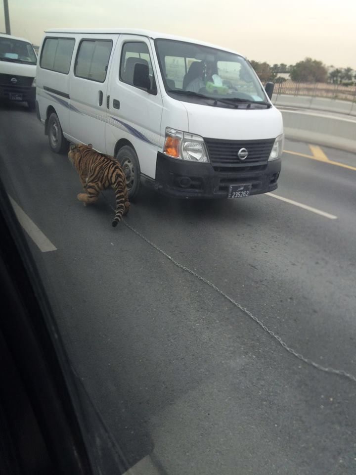 Хозяин выскочившего из машины тигра с трудом вытянул его из-под чужого автомобиля