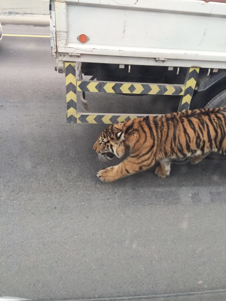 Хозяин выскочившего из машины тигра с трудом вытянул его из-под чужого автомобиля