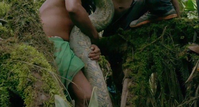 Телеведущий поймал в джунглях самую длинную змею в мире
