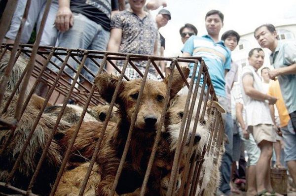 На китайском фестивале мяса по-прежнему едят кошек и собак