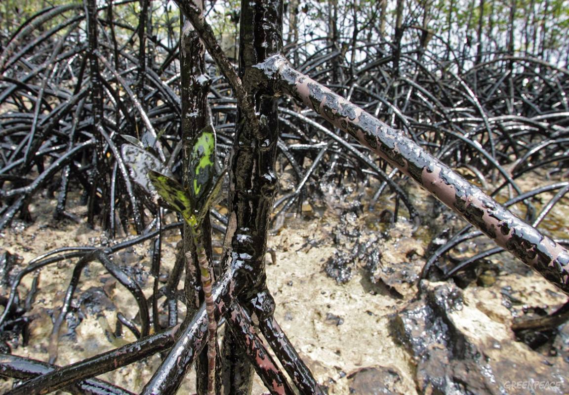 Как умирают мангровые леса