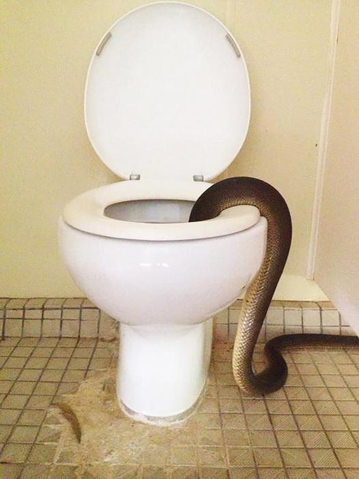 В Австралии питон напугал посетительниц женского туалета