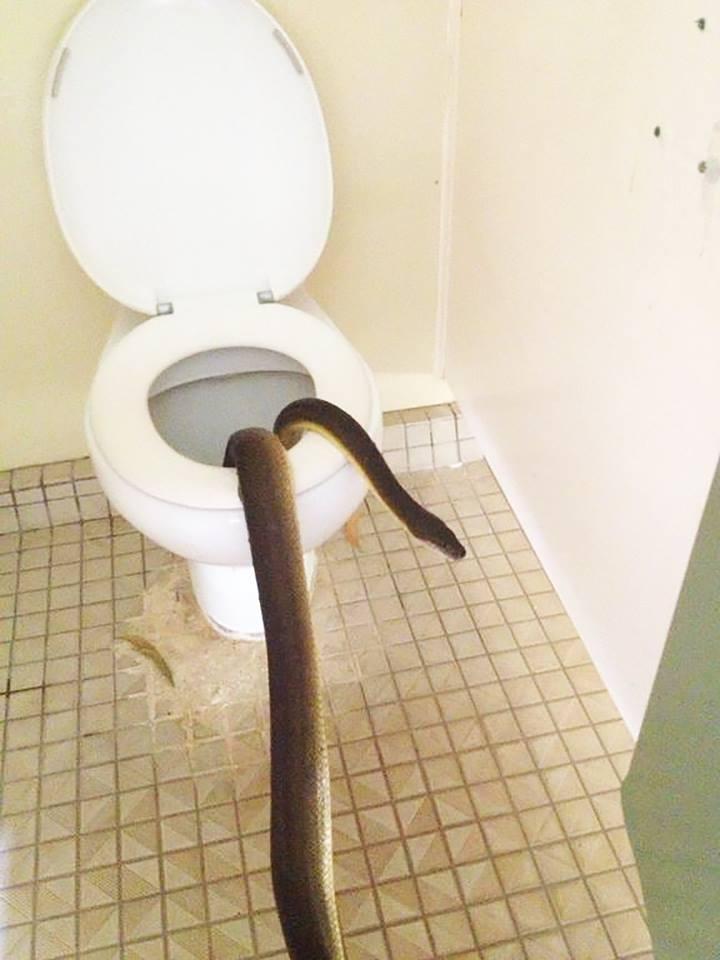 В Австралии питон напугал посетительниц женского туалета