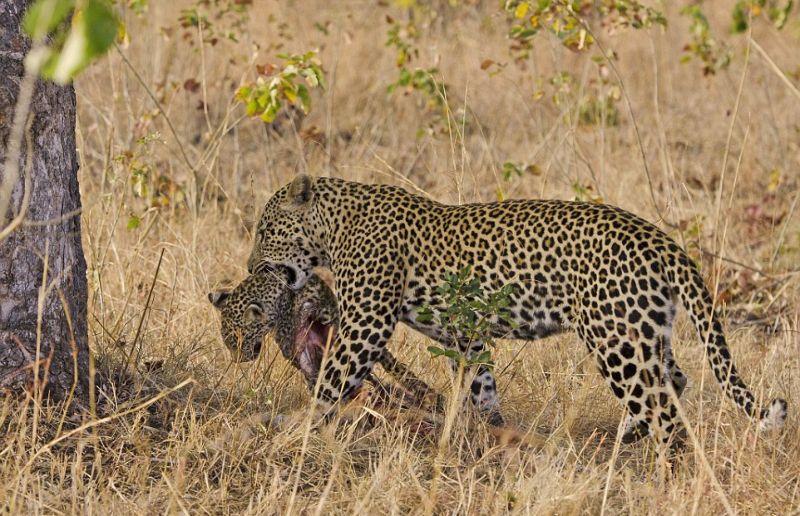 Леопард сожрал детеныша самки, чтобы заставить ее спариться с собой