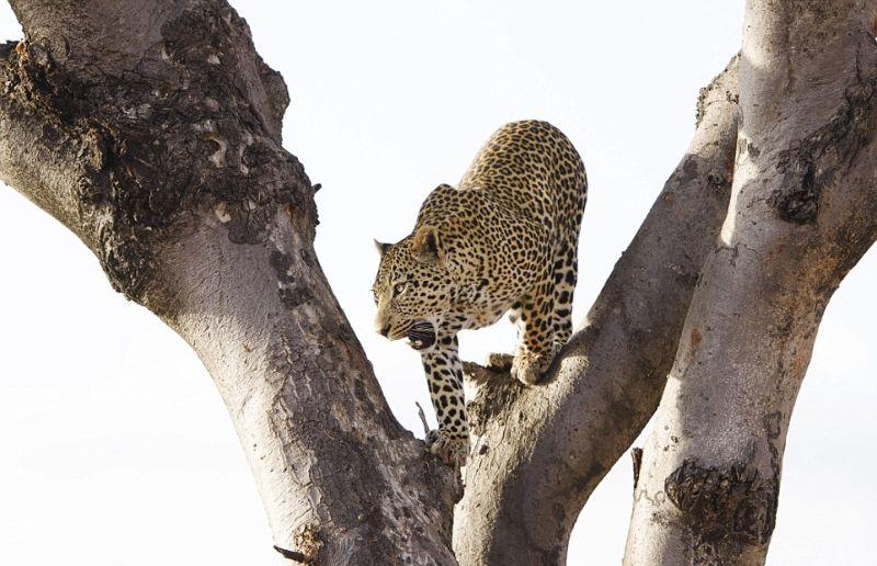 Леопард сожрал детеныша самки, чтобы заставить ее спариться с собой
