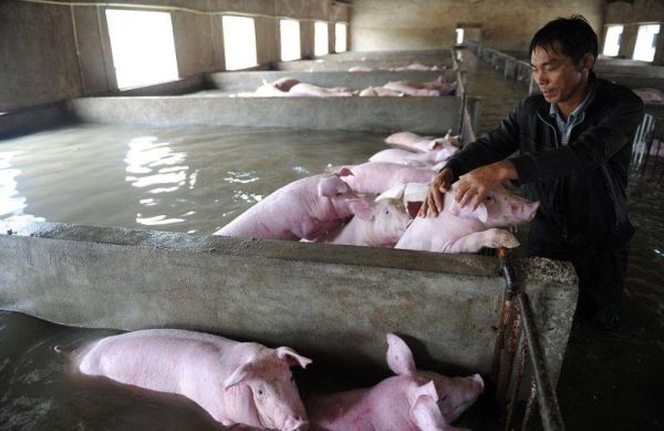 Слезы фермера, вынужденного оставить умирать 6000 своих свиней из-за наводнения