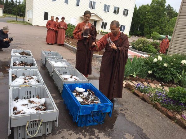 Буддийские монахи в Канаде из сострадания выпустили в океан 270 килограммов лобстеров