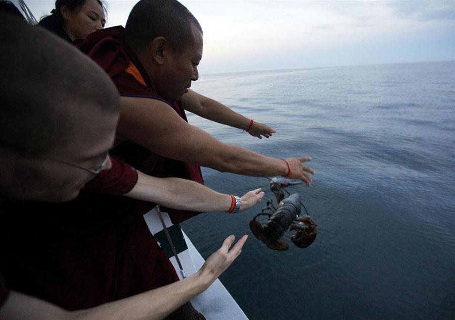 Буддийские монахи в Канаде из сострадания выпустили в океан 270 килограммов лобстеров