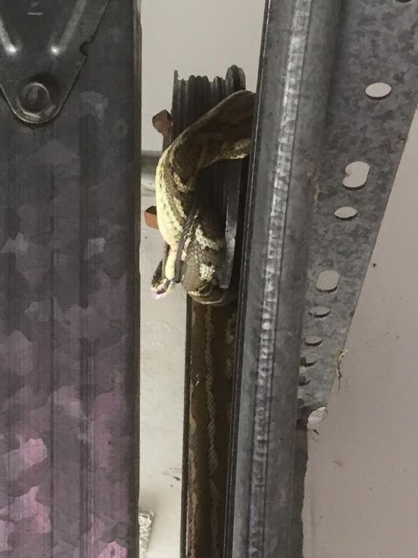 Змея выжила после того, как ее намотало на шкив гаражных ворот
