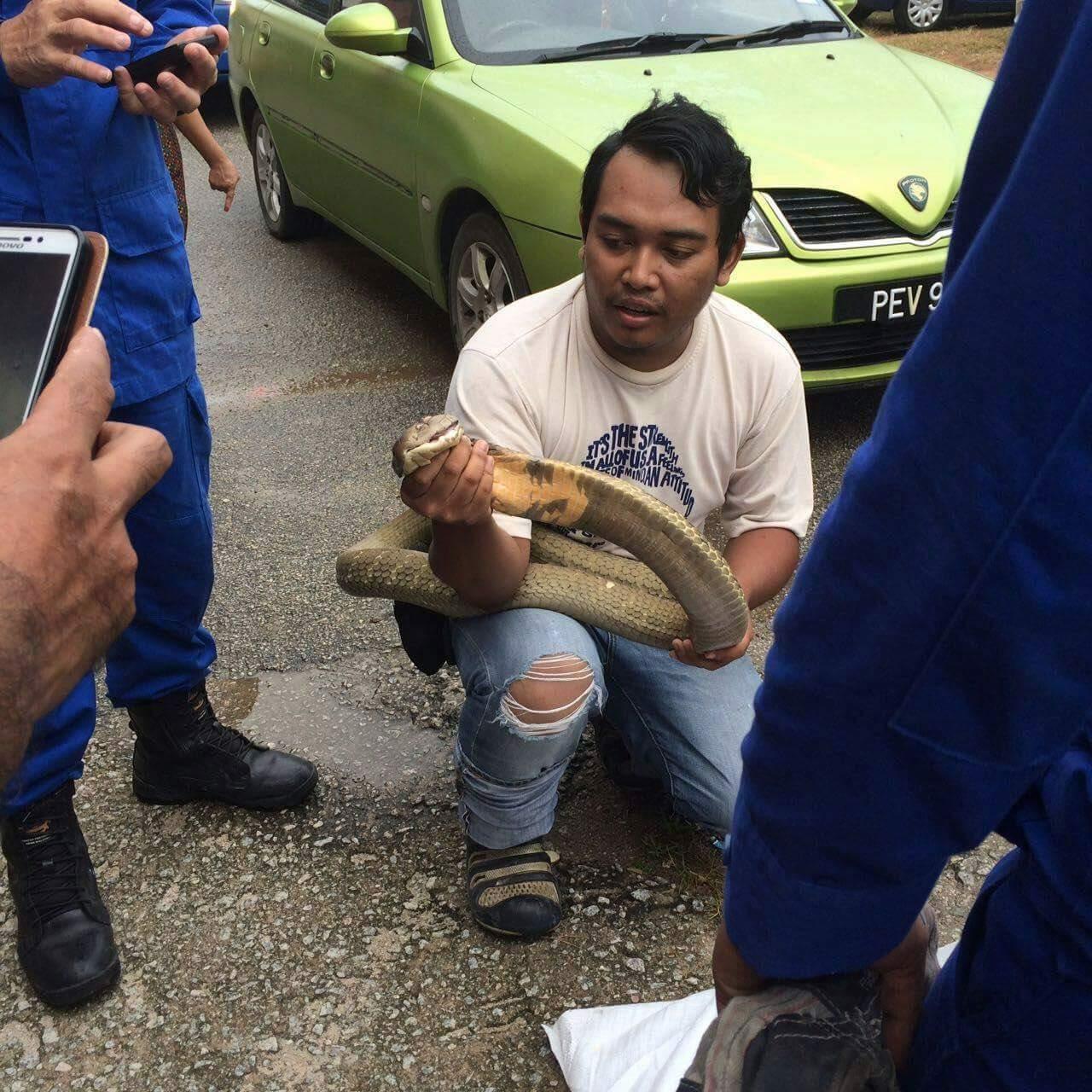 В малайзийском городе Пинанг королевская кобра устроила паркур