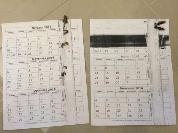 Таракан, забравшийся в принтер, погиб во время распечатки календаря