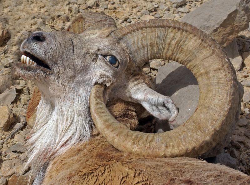 Жестокая шутка природы: горного барана убили собственные рога
