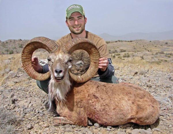 Жестокая шутка природы: горного барана убили собственные рога