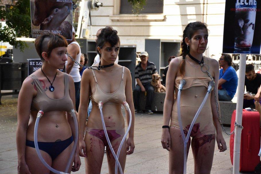 Испанские феминистки протестуют против доения коров и употребления молока