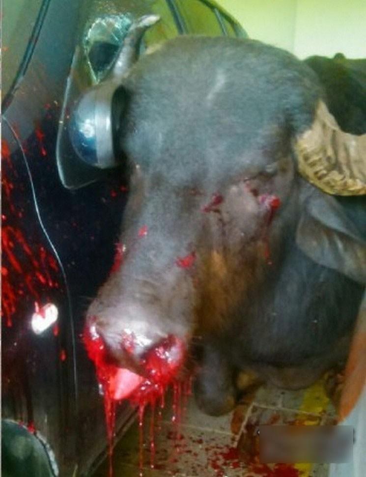 В Бразилии убили взбесившегося буйвола