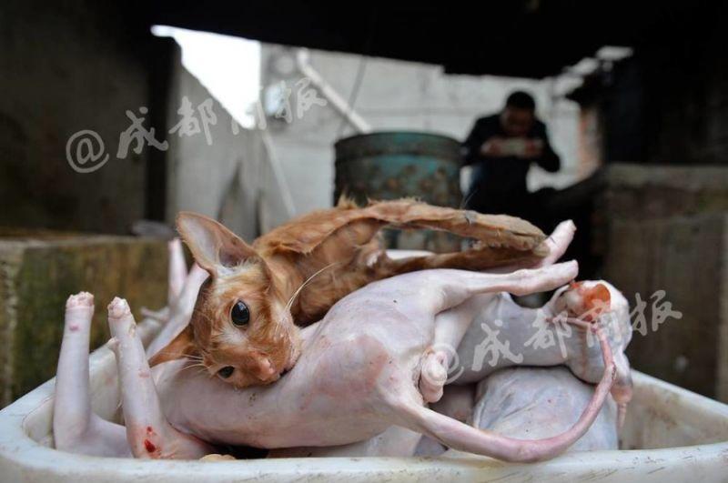Защитник животных убивал бродячих котов и продавал их мясо под видом кроличьего
