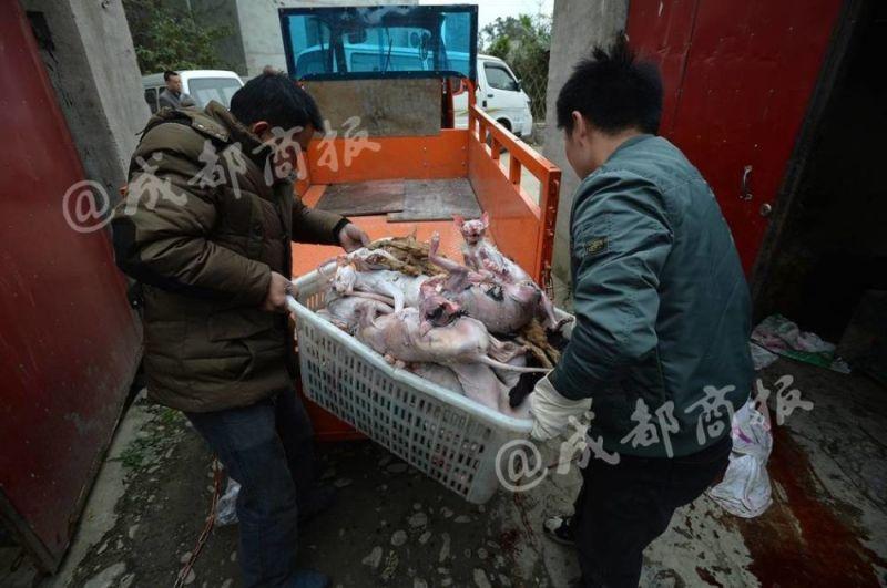 Защитник животных убивал бродячих котов и продавал их мясо под видом кроличьего