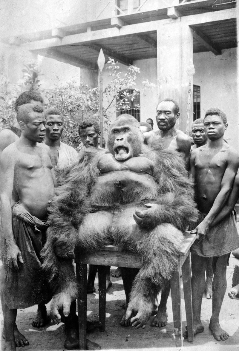 Как из горилл Конго делали чучел