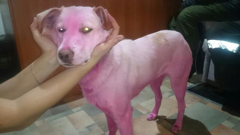 Покрашенную в розовый цвет собаку поймали в Ижевске