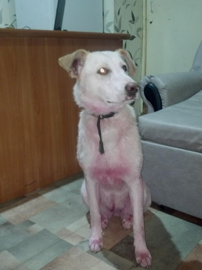 Покрашенную в розовый цвет собаку поймали в Ижевске
