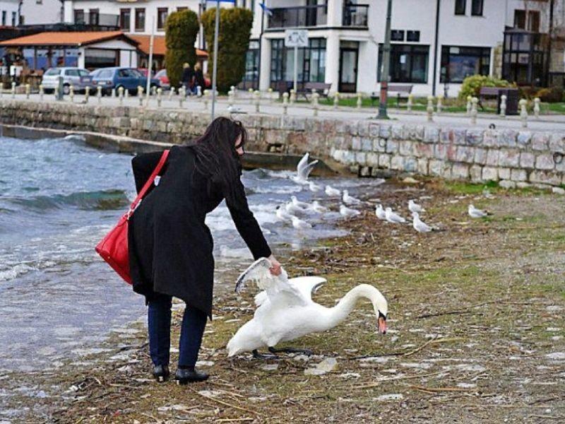 Ради фотографии она вытащила лебедя из озера