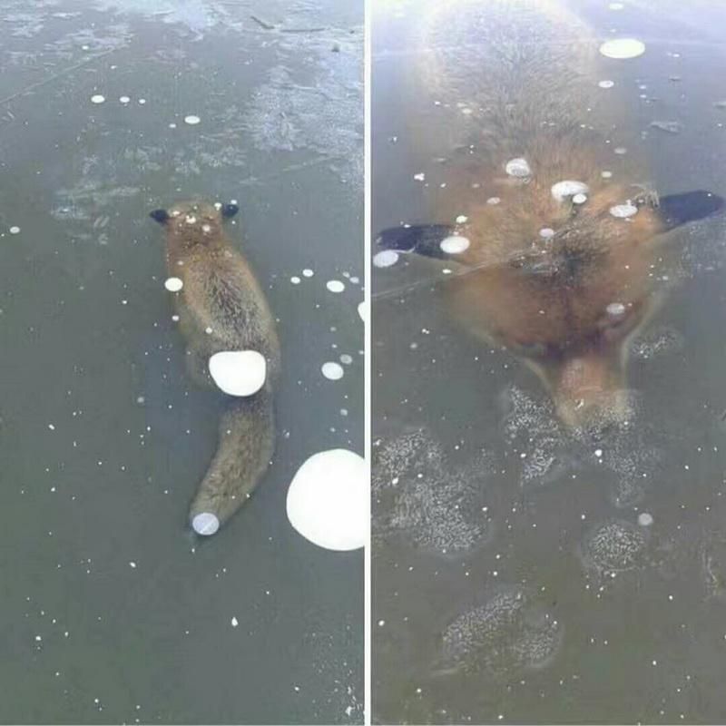 Лиса замерзла в водоеме