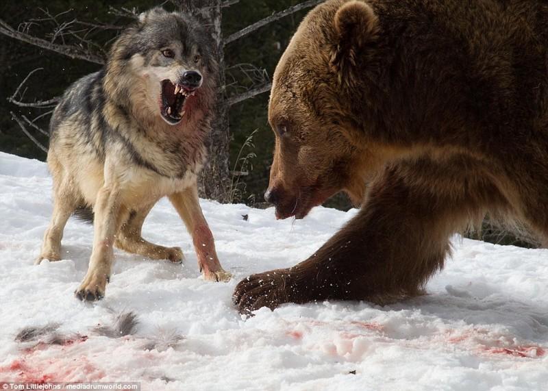 Медведь вступил в кровавую схватку со стаей волков ради туши оленя