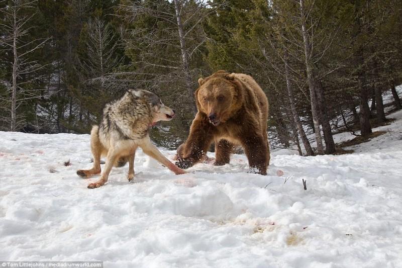 Медведь вступил в кровавую схватку со стаей волков ради туши оленя