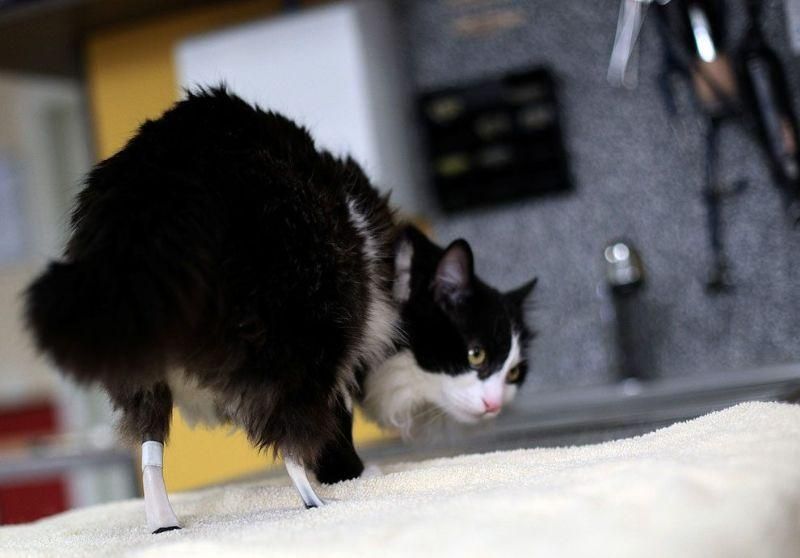 Кота-инвалида поставили на бионические лапы