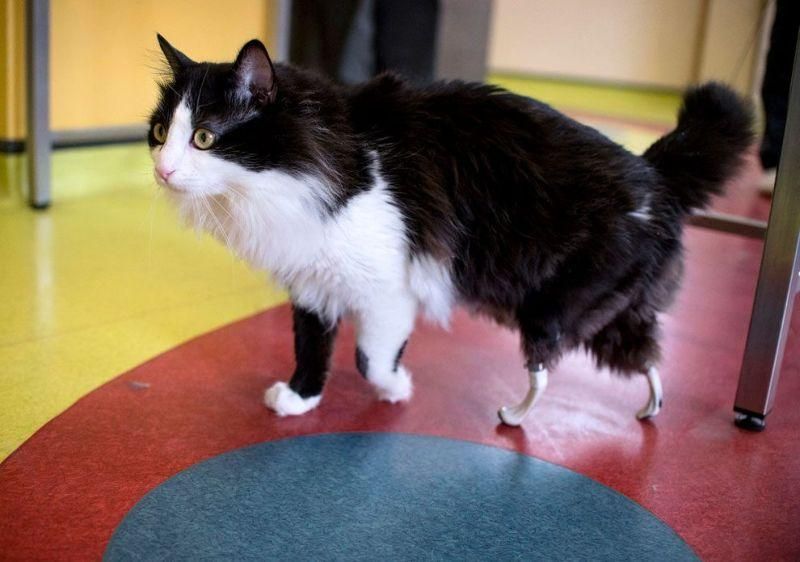 Кота-инвалида поставили на бионические лапы