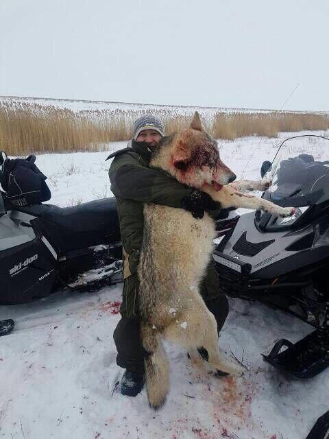 В Алексеевской районе Татарстана волки вошли в деревню и разорвали собак