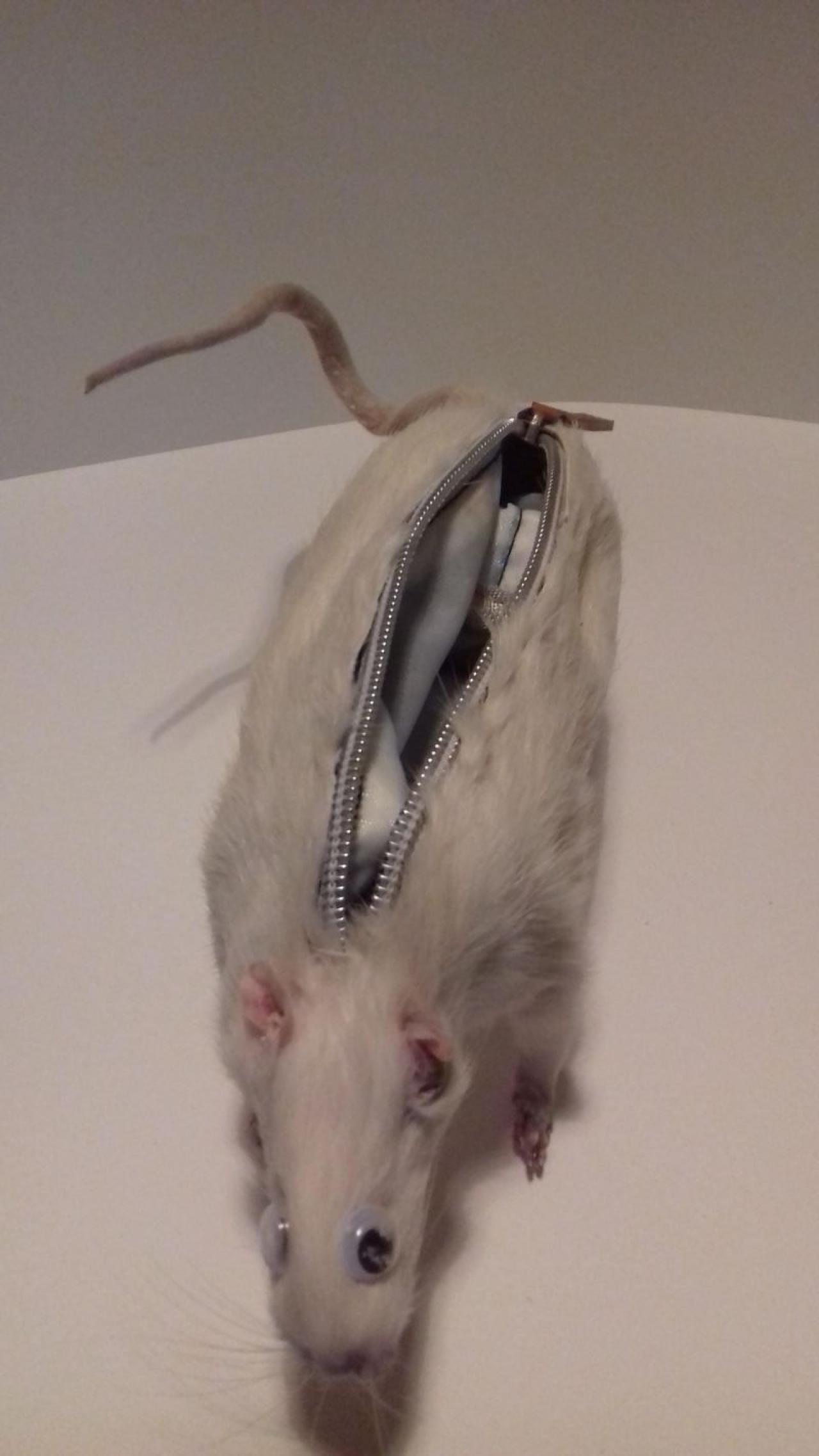 Пенал для карандашей из крысы с точилкой в заду