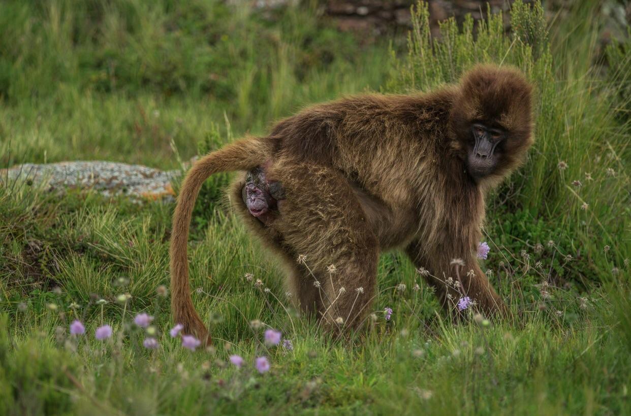 В мире животных: рождение новой обезьянки