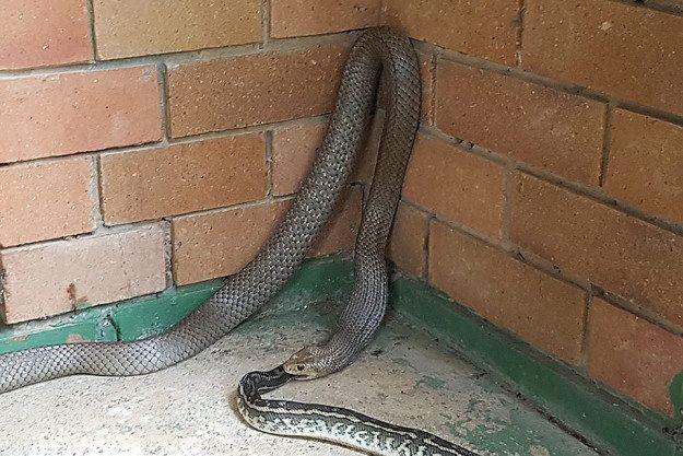 В Австралии змеи выползают из самых неожиданных уголков