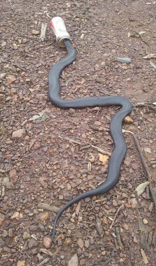 В Австралии змеи выползают из самых неожиданных уголков