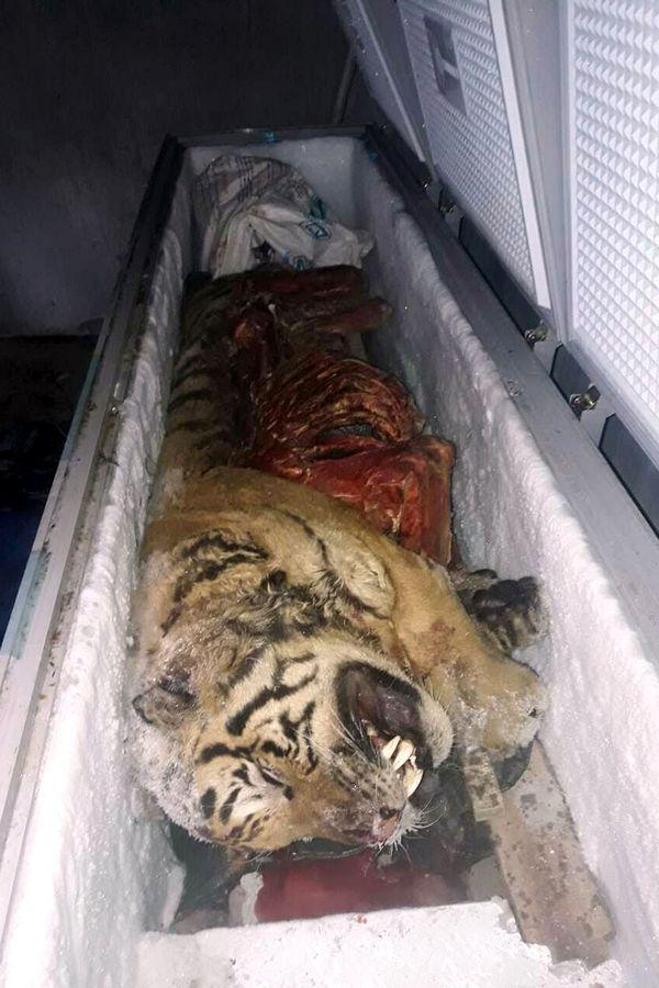 Пять тигров в морозильной камере