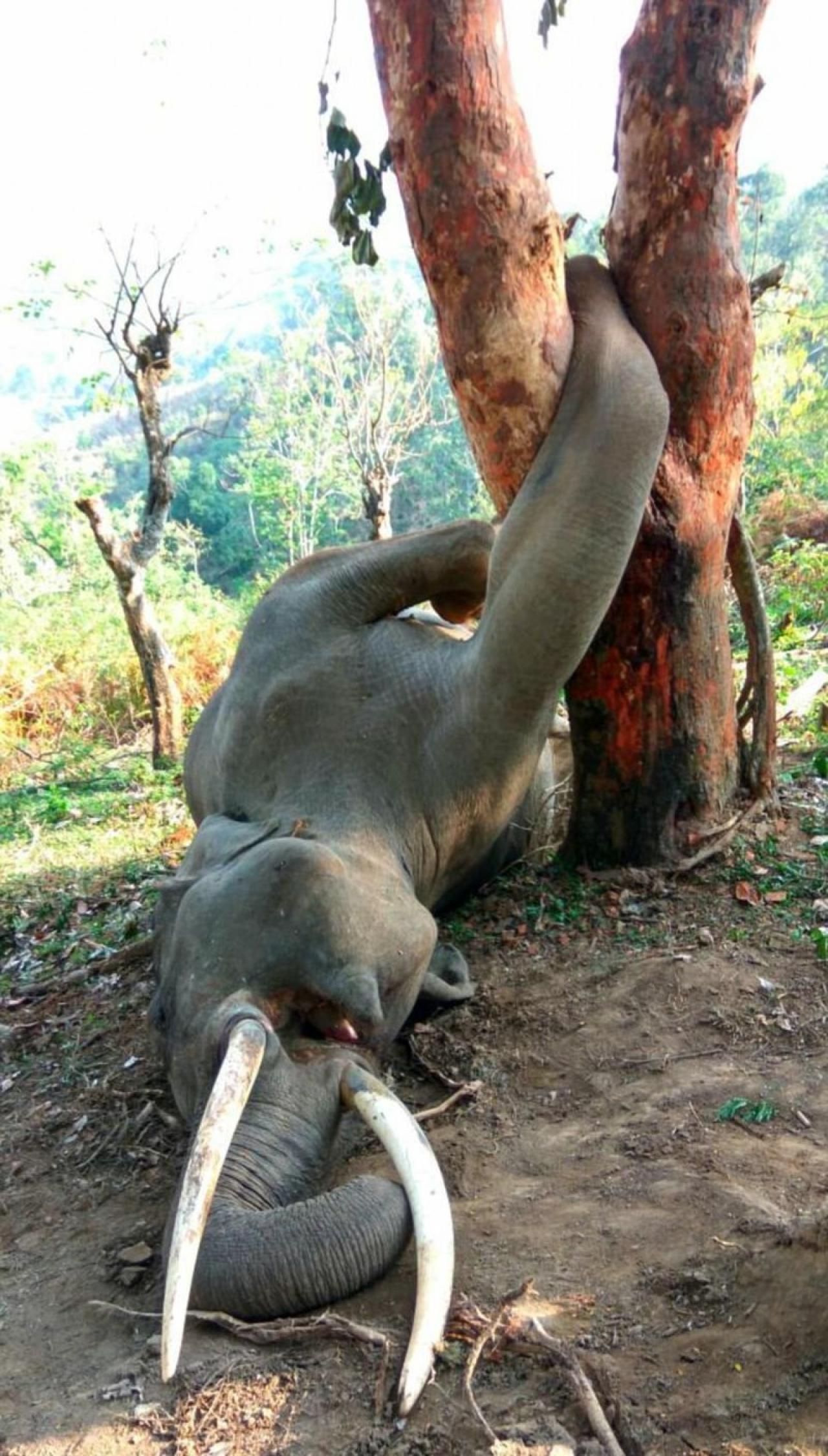 Слон попал в смертельную ловушку, застряв ногой в дереве