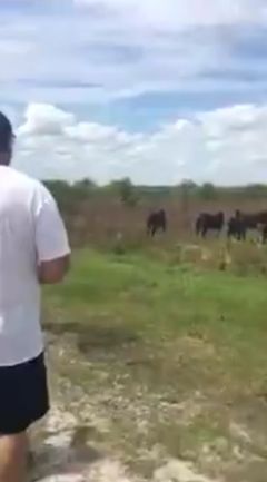 Во Флориде лошадь прогнала мирно отдыхающего аллигатора