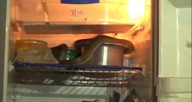 Кобра свернулась калачиком вокруг молока в холодильнике, чтобы спастись от жары