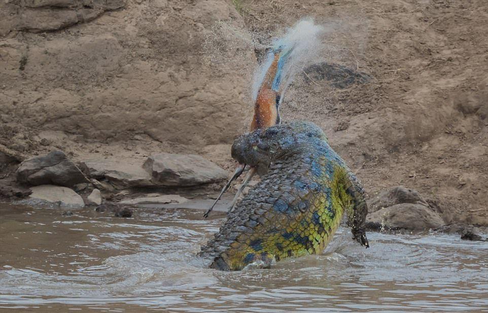 Огромный крокодил перекусил газель пополам